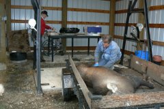Steptoe-Moose-calf-recovery-003