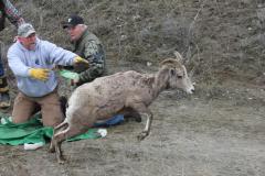 sheep-wrangle-401