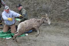 thumbs_sheep-wrangle-401